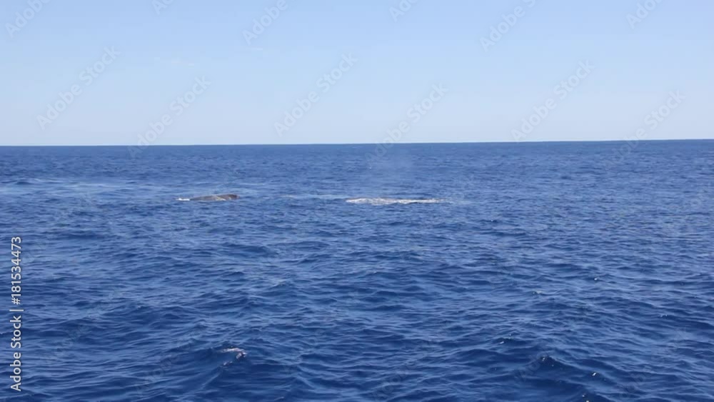 Giant Humpback Whales mother and young calf in Pacific ocean. Amazing unique shooting. Giant Humpback Whales mother and young calf in Pacific ocean. Amazing unique shooting.