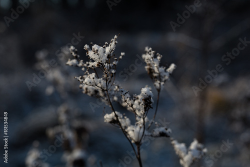 Snow on a frozen flower © Hadrien