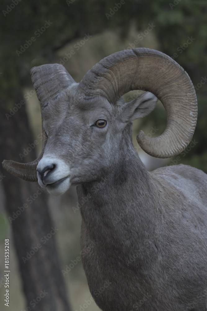 Bighorn Sheep Portrait Bighorn Sheep Portrait