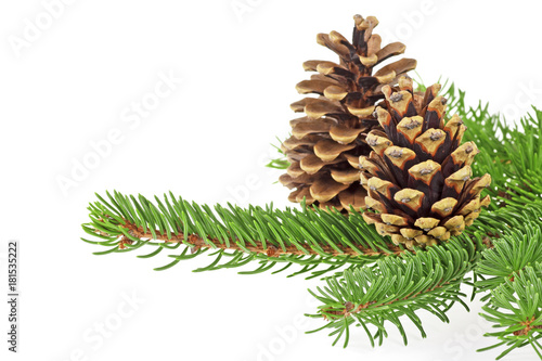 Christmas decoration - bunch of pine tree with cones on white background