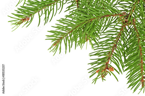 Frame from green fir branches isolated on a white background