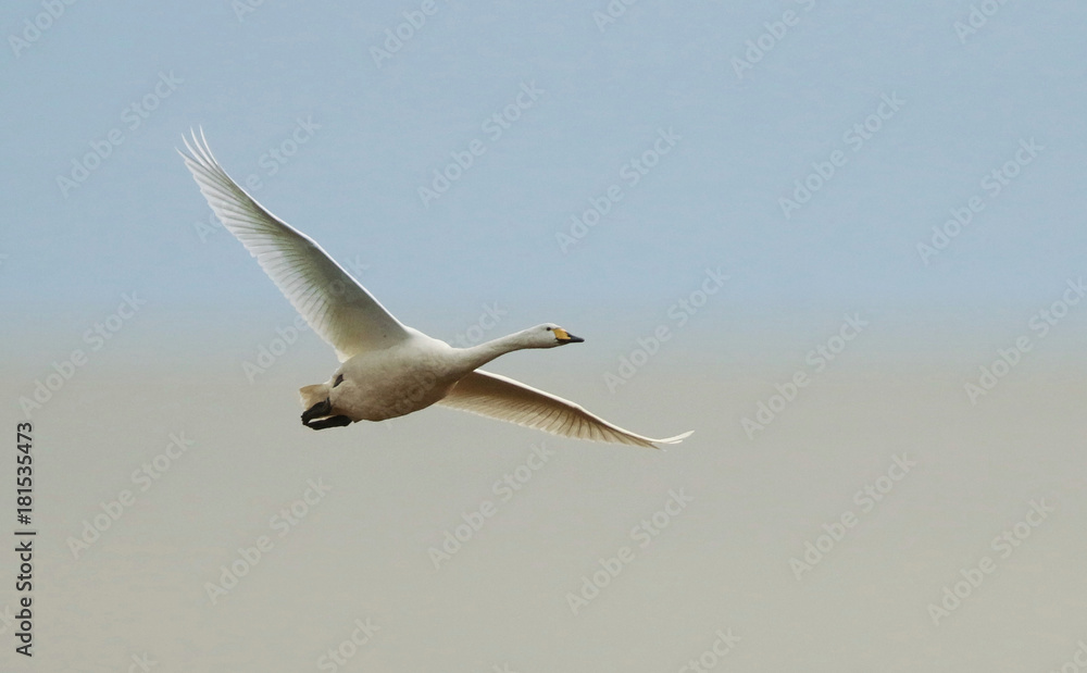 Fototapeta premium Hooper Swan in flight