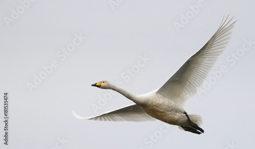 Φωτογραφία Hooper Swan in flight