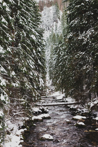 Mountain stream among the snowy pine trees