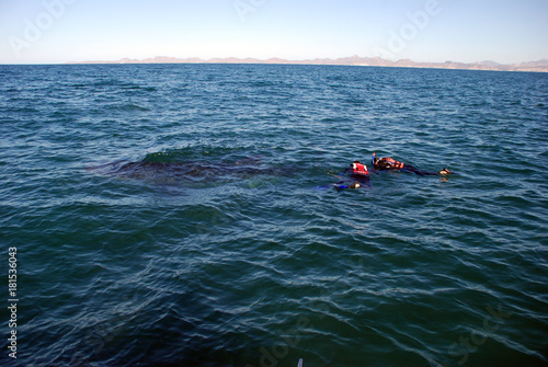 Shark whale in Mexico