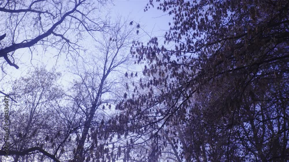 Moving under tree branch with dried up leaves silhouette 4K Moving under tree branch with dried up leaves silhouette 4K