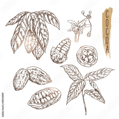 Sketch of cocoa pod with seeds, branches and flower. Vector chocolate ingredient done in vintage style. Realistic cacao icons can use for logo, banner, flyer design or products advertesment.