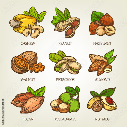 Colourful sketch of different kinds of nuts. Vector isolated kernels collection. Realistic outline icons can use for a logo, emblem creation or recipe of vegetarian nutrition.