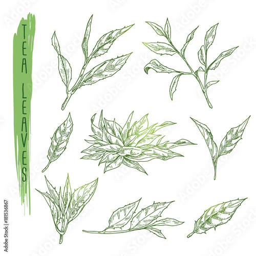 Sketch of tea leaves. Vector set with silhouettes of herb branches. Realistic icons of plant stems use for a logo, banner, poster creation or advertising of beverage.