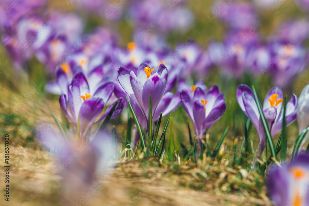 Blooming violet crocuses in Tatra Mountains, spring flower