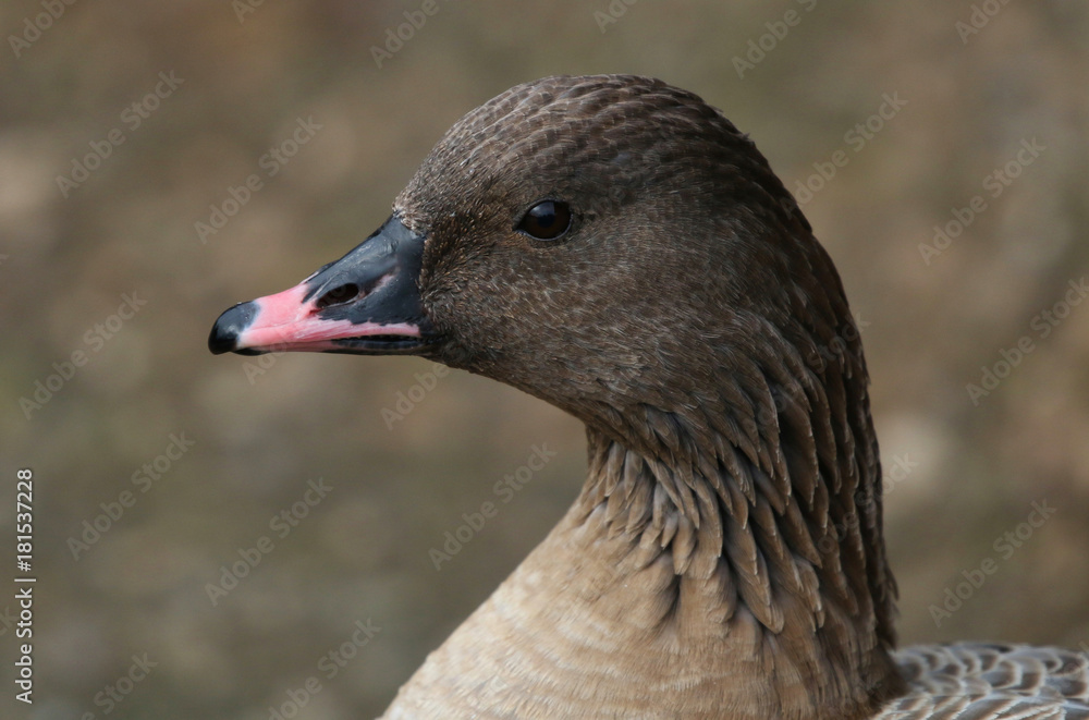 Goose