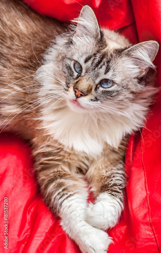 Laying White and grey fluffy cat with blue eyes looking up from above perspective and red background