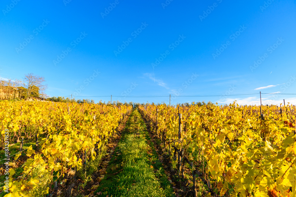 Autumn vineyards in Tuscany, Chianti, Italy