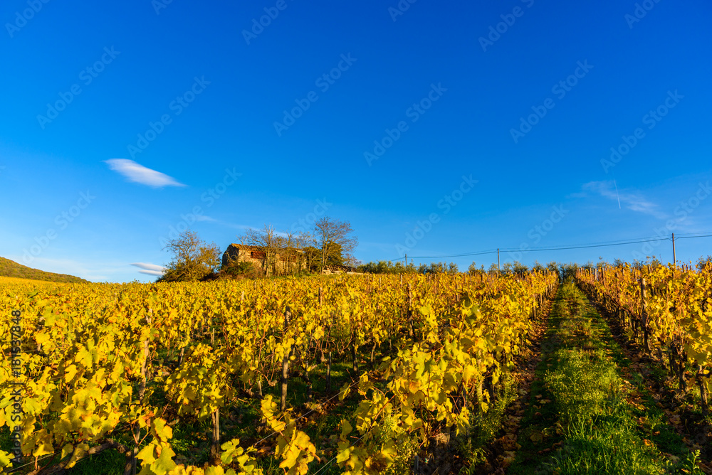 Autumn vineyards in Tuscany, Chianti, Italy
