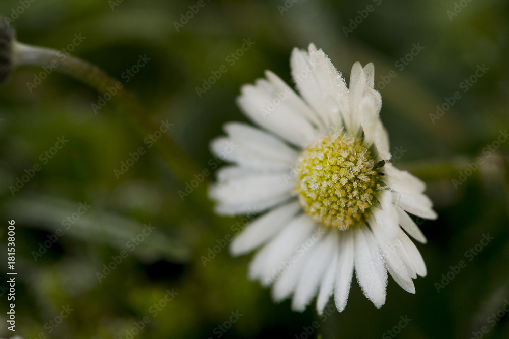 Fototapeta premium Frozen daisy