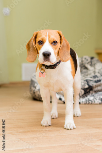 Beagle dog aged 2 years old standing on the floor