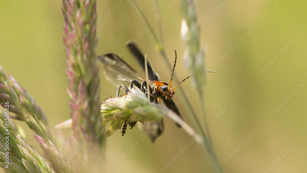 Insect on grass Insect on grass