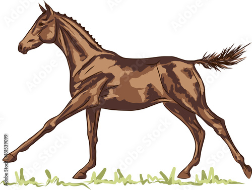 A sketch of a freely galloping foal.