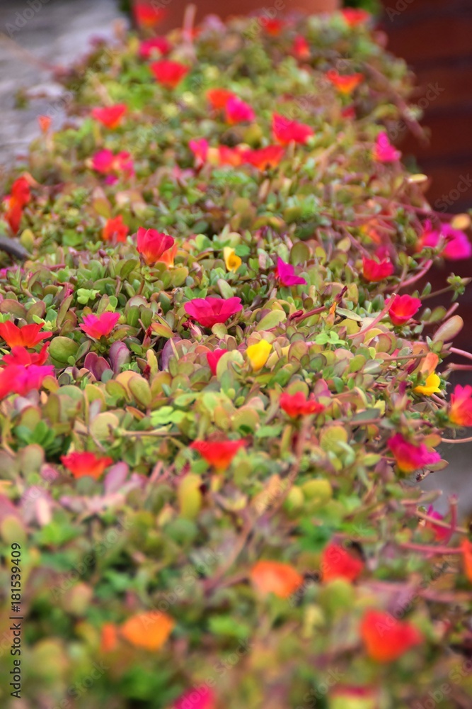 piante fiorite di portulaca piante fiorite di portulaca