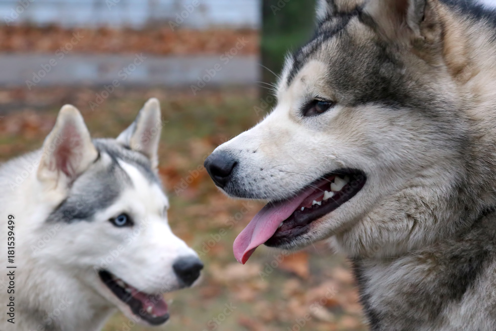 two dogs of breed husky for a walk.