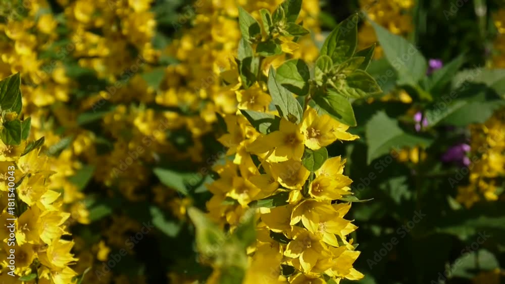Lysimachia vulgaris, yellow flowers in the garden. Loosestrife, moneywort Lysimachia vulgaris, yellow flowers in the garden. Loosestrife, moneywort