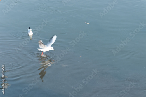Flock of seagulls flying over the water looking for food with motion blur and selective focus