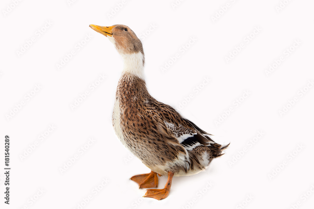Obraz premium Duck on the white background