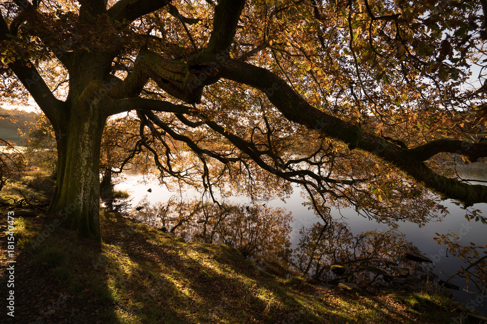 Fototapeta premium Autumn, fall, tree over water 