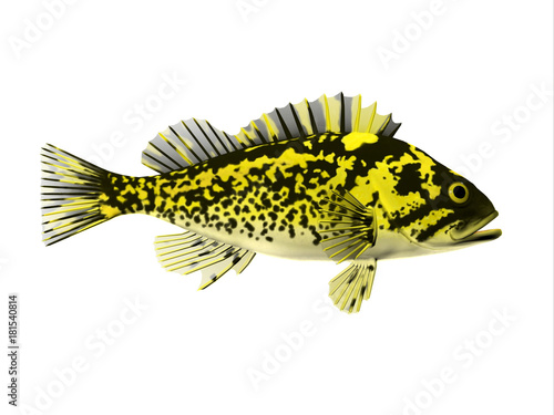 Black and Yellow Rockfish - Rockfish spend most of the time among rocky crevices and boulders in the Pacific ocean and eat crustaceans.