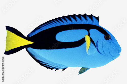 Blue Tang Fish -The Blue Tang Fish is a saltwater species reef fish in tropical regions of Indo-Pacific oceans and eat plankton and algae.  © Catmando