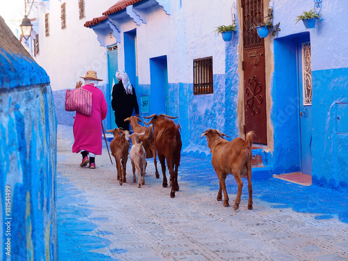 Two shepherd women with their goats, walking down the blue-white streets in Chefchaouen - the blue city Morocco - amazing palette of blue and white buildings