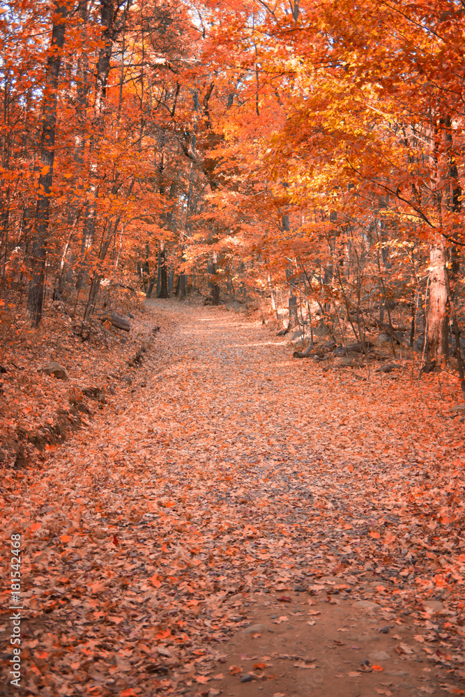 Obraz premium Walk in the Woods