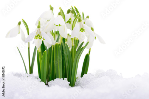 Snowdrop and Snow.