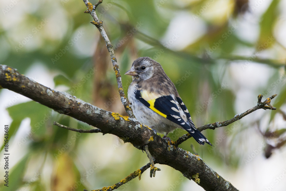 Young european goldfinch sitting on branch. Cute brite little songbird. Bird in wildlife. Young european goldfinch sitting on branch. Cute brite little songbird. Bird in wildlife.