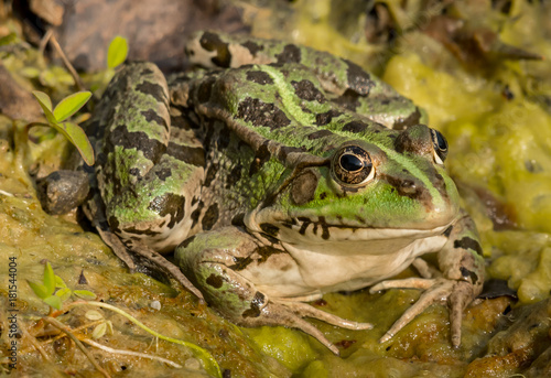 A water frog resting near a small pond on a sunny day