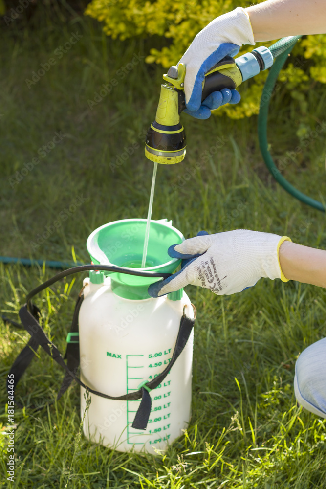 Kobieta przygotowuje opryskiwacz do oprysku. Nalewa wodę z węża. Zielona trawa w tle.