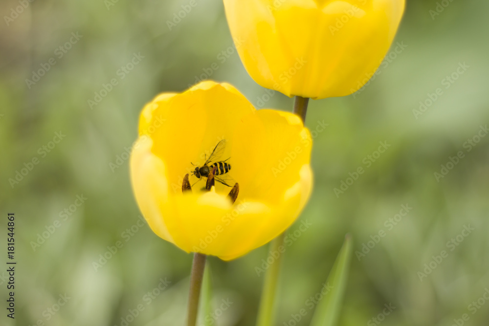 Naklejka premium Owad osa w kwiecie żółtego tulipana zbiera nektar kwiatowy.