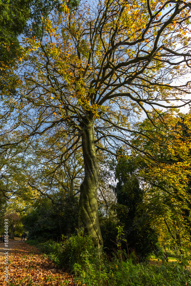 Lone tree