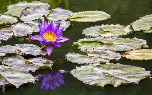Purple Water Lily in Natural Setting