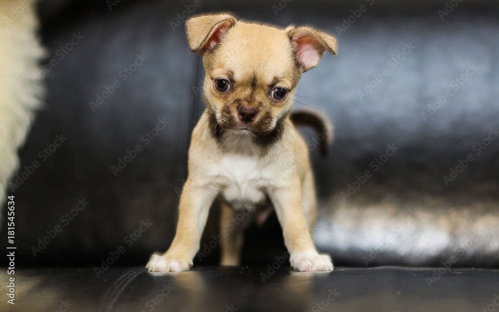 Little puppy, Chihuahua 