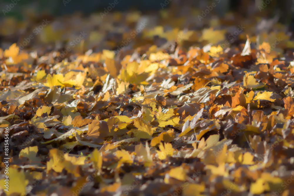 Soft dreamy background image of autumn leaves. Leaf fall. Soft dreamy background image of autumn leaves. Leaf fall.