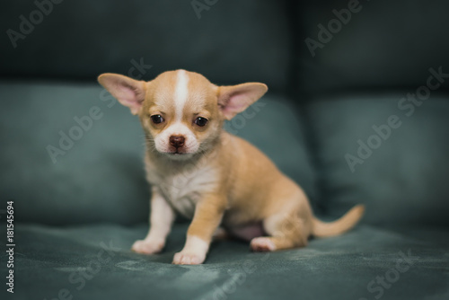 Little puppy, Chihuahua 