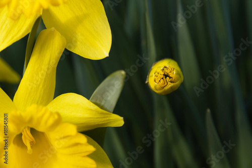 Fototapeta Naklejka Na Ścianę i Meble -  Flor de Narciso Brotando