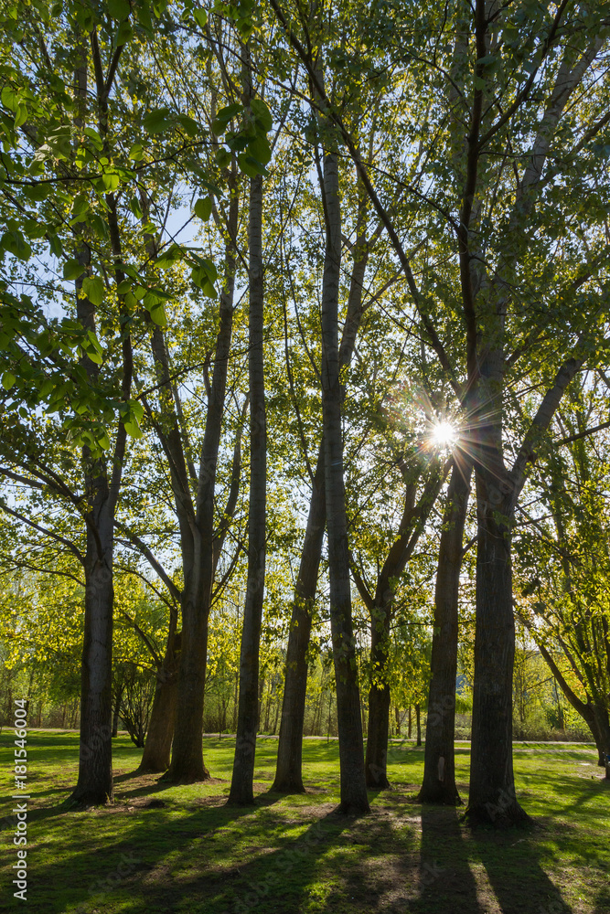Obraz premium Arboleda de Chopos a Contraluz en Parque Publico