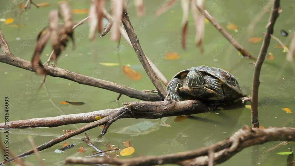 Turtle sitting on the branch of carobs in the water. Thailand. Turtle sitting on the branch of carobs in the water. Thailand.