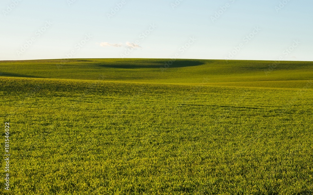 Campo Ondulado Cultivado de Cereal en Otoño Campo Ondulado Cultivado de Cereal en Otoño