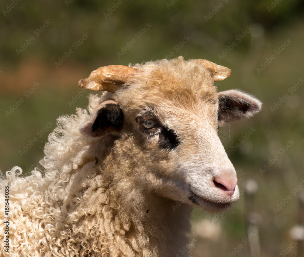 Portrait of a young sheep in Croatia