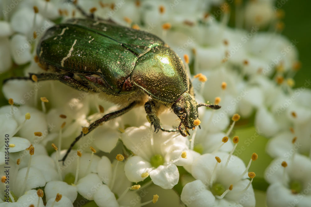 A flower chafer feeding on white blossoms A flower chafer feeding on white blossoms