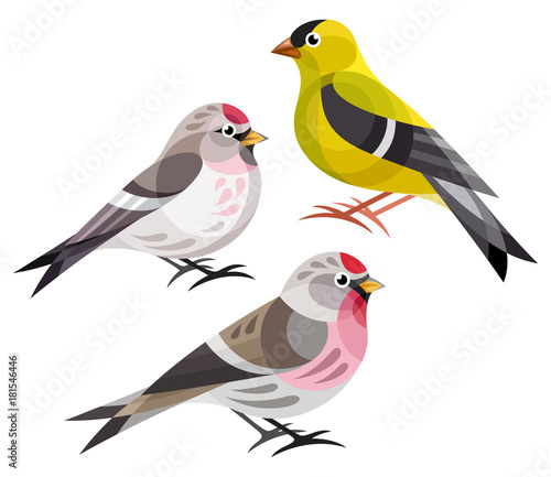 Obraz na plátne Stylized Birds - Finches - American Goldfinch, Hoary Redpoll, Common Redpoll