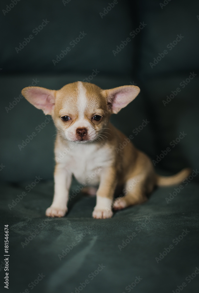Little puppies, Chihuahua Little puppies, Chihuahua